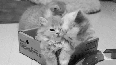 cute fluffy kittens playing