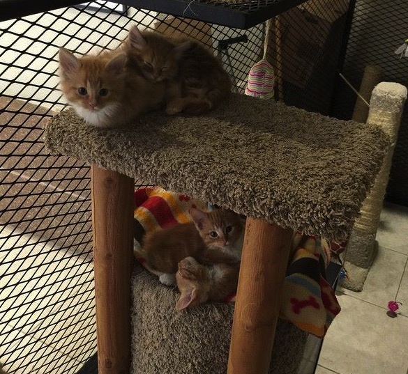 cute kittens in cat library condo