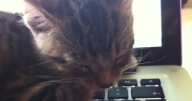 cute laptop kitten loves to sleep