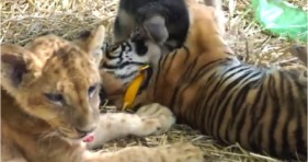 cute lion tiger cub and puppy playing