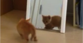 cute orange kitten chasing his mirror twin