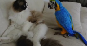 cute ragdoll kitty meets exotic parrot