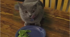 don't leave food around this kitty