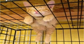epic adorable kitty cat nap cute ginger kitten