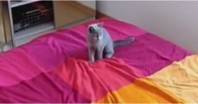 funny grey kitten loves new bed