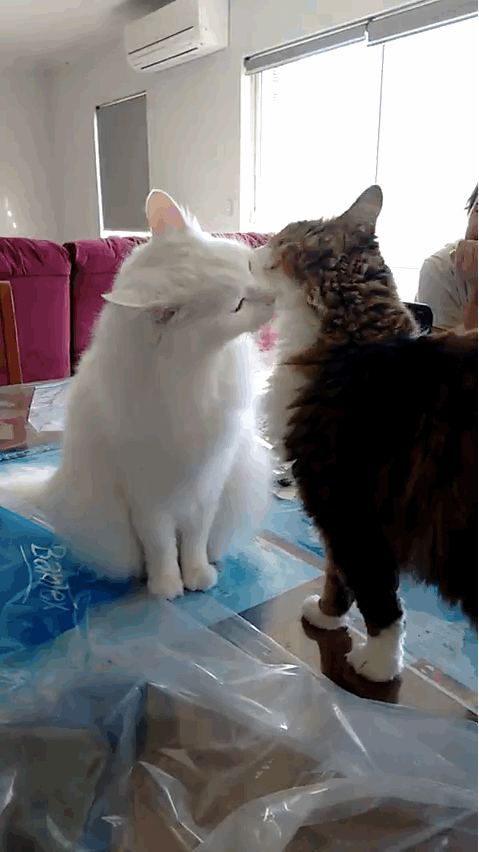 funny love and hate relationship kitties
