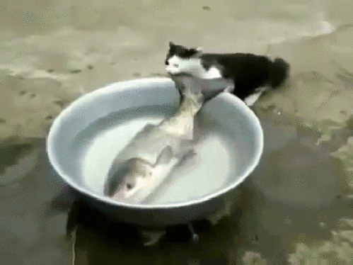 hungry cat gets big fish breakfast caturday