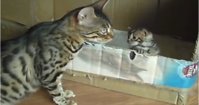 kitty mama bengal chats with kitten