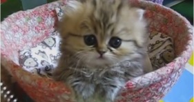 most adorable golden persian kitten alive