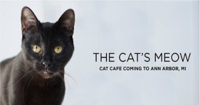 the cat's meow cafe ann arbor michigan