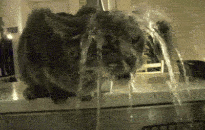 thristy kitty needs water lolcats