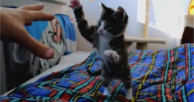 vicious kitten attacks human