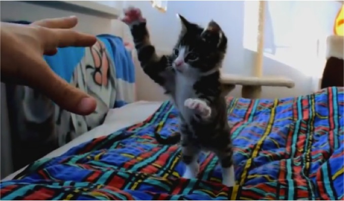 Vicious Kitten Attacks Human - Cats vs Cancer