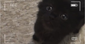 adorable cole the black cat