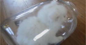 adorable cotton ball kitten in a jar
