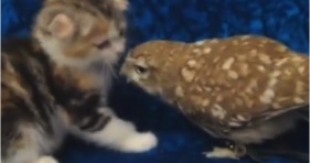 adorable kitten and owlet best friend duo