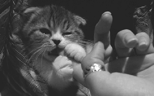 adorable kitten finger foods finger diet