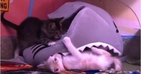 adorable kittens fend of shark attack