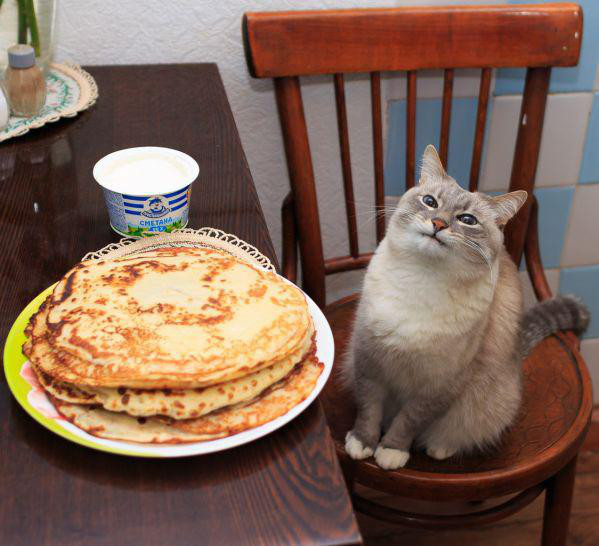cat saturday pancake cat