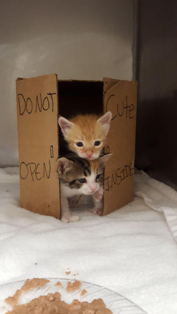 caturday adorable kittens in boxes