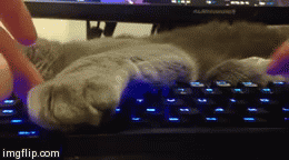 computer keyboard cat is lazy