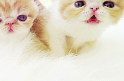 cute fluffy kittens