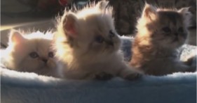 fluffy kittens love mozart