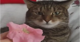 funny cat has epic reaction to flower