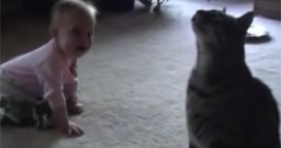 funny comedian cat makes baby laugh