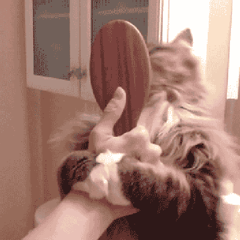 caturday furball brushing self groomed cat