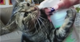 joey the cat loves his water bottle