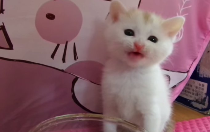 CUTENESS OVERLOAD: Kitten Learning How To Drink Water - Cats vs Cancer