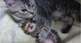 mama cat comforts adorable baby kitten