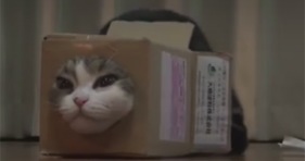 maru the cat loves boxes of all shapes and sizes