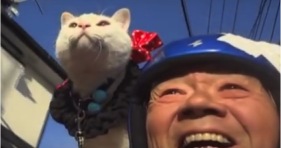 motorcycle cat is adorable