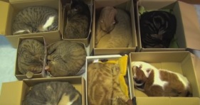 organize cats with cardboard boxes