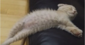 sleepy kitten falls off couch