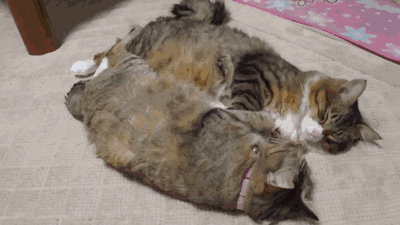 synchronized kittens waking up for caturday