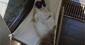 timo the ragdoll loves his hammock