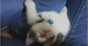 tiny adorable kitten fall asleep in humans lap