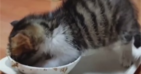 tiny baby kitten eating food