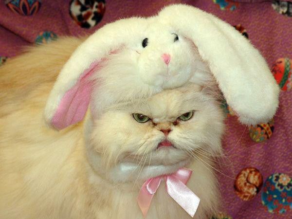 upset easter cat hates bunny costume