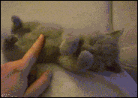 adorable baby kitten loves belly rub caturday