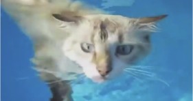 adorable cats in water love to swim