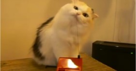 adorable fluffy cat plays the theremin