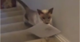 adorable helpful kitten picks up mail