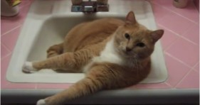 adorable talking cat in sink