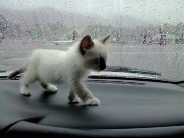 caturday fluffy white kitten on dashboard