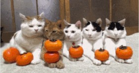 caturday funny pumpkin cats