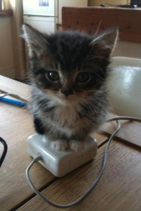 caturday kitten charging station